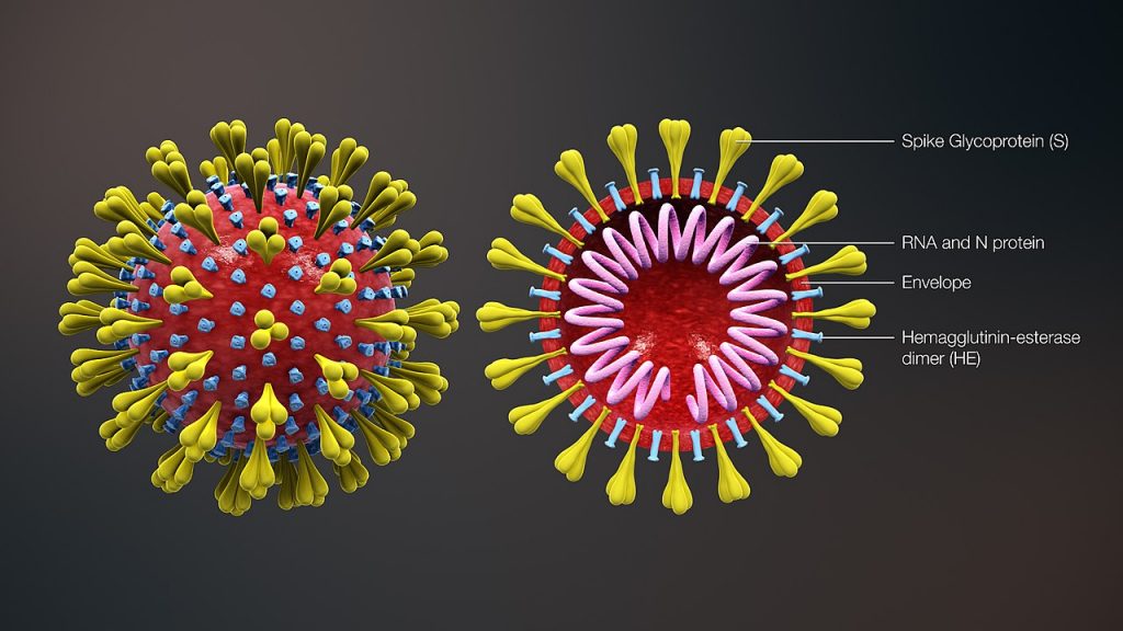 Scientific Diagram of Coronavirus.